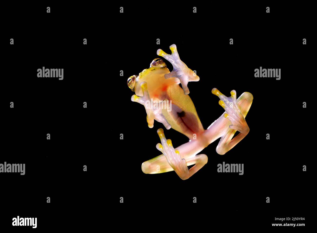 Glass frog with transparent skin, visible organs, heartbeat
