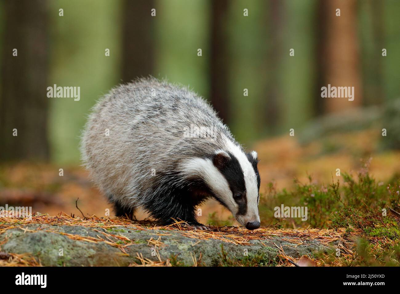 Dachs Badger in forest, animal nature habitat, Germany, Europe. Wildlife ...