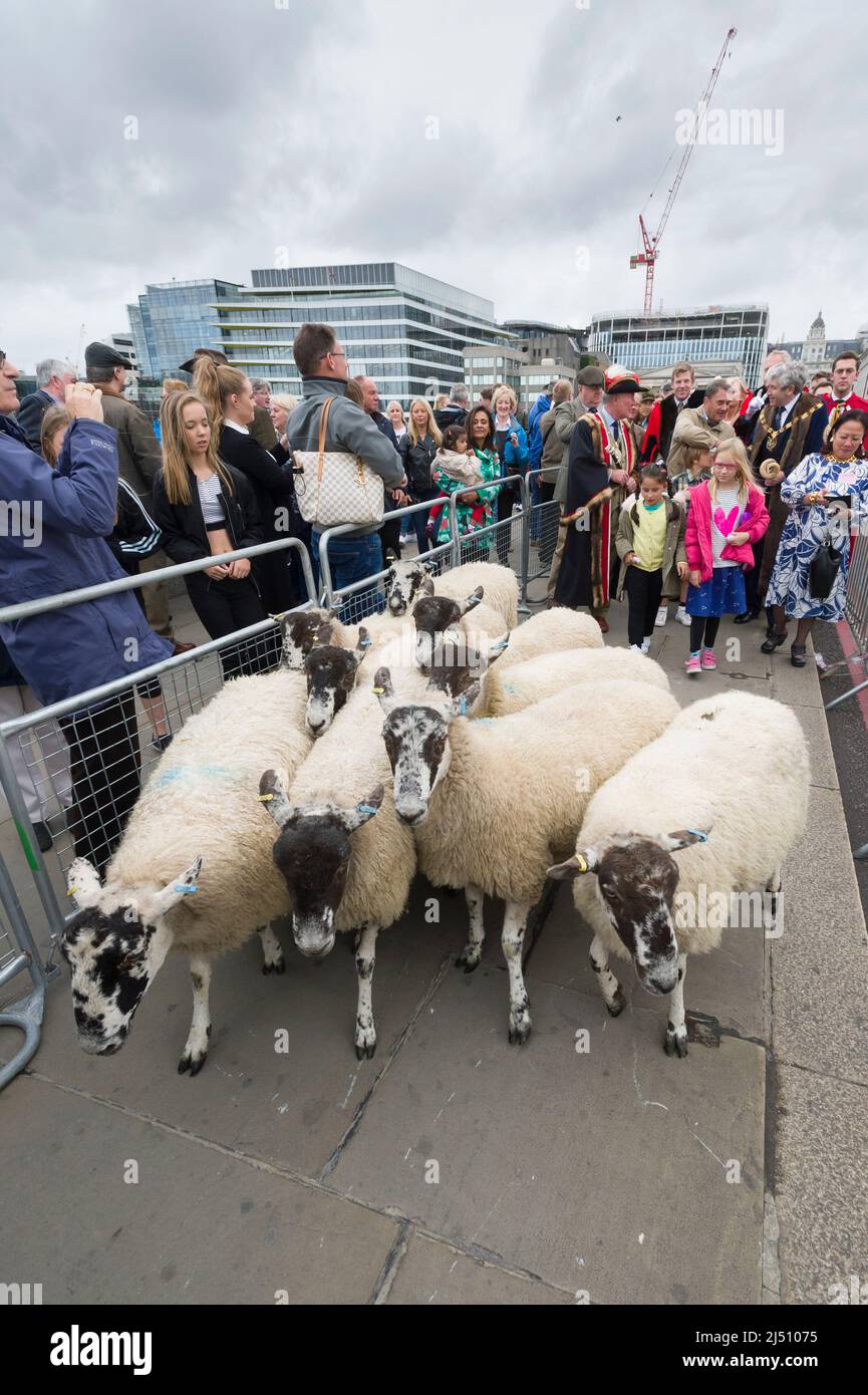 The start of The Worshipful Company of Woolmen exercising their rights as Freemen of the City of London to drive sheep across Thames, London Bridge, C Stock Photo