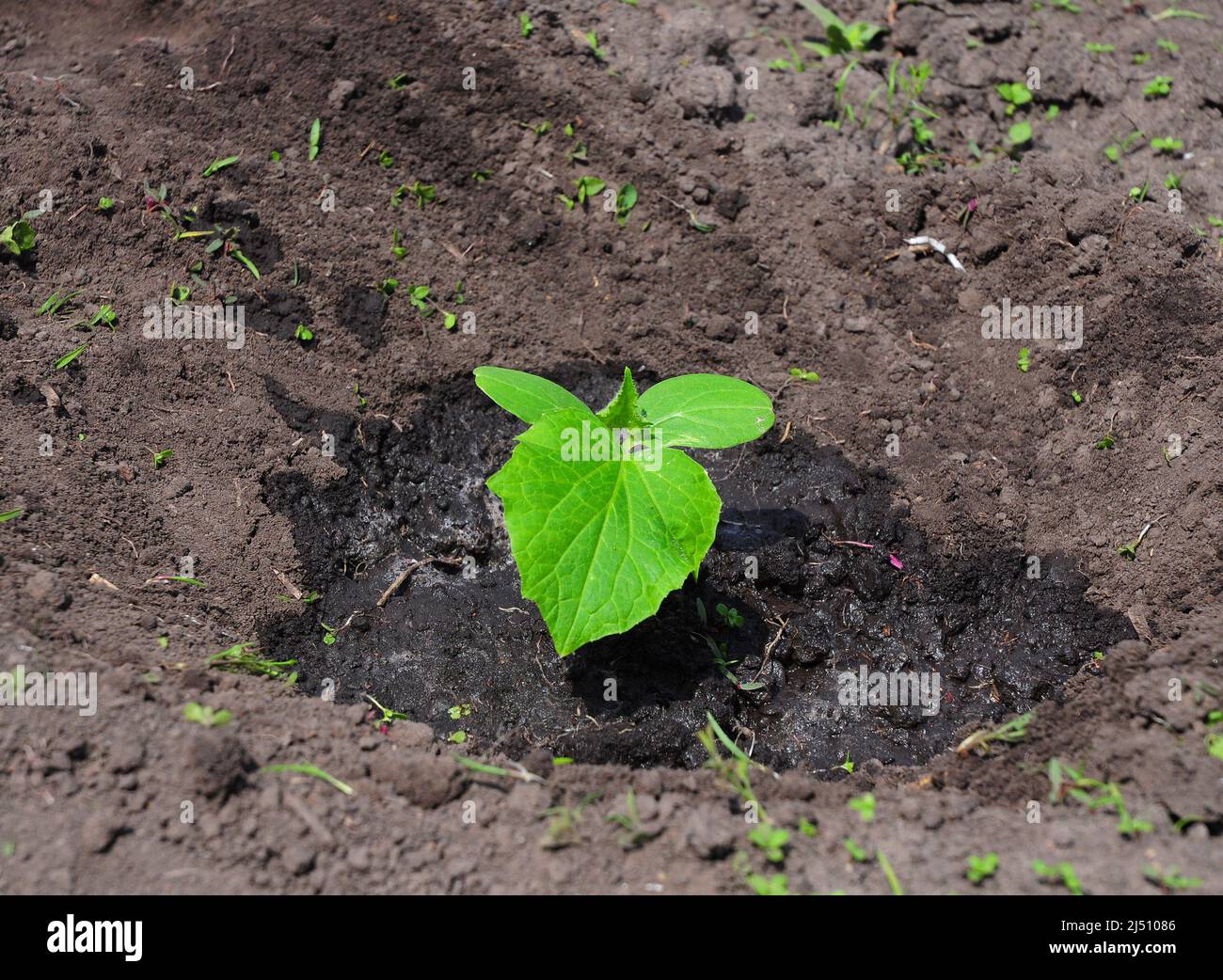 Эффективные добавки в лунки для повышения урожайности огурцов