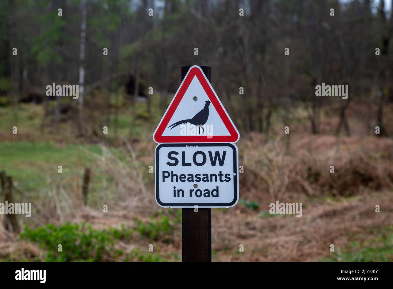 A road sign near woodland warning of pheasants in the road Stock Photo