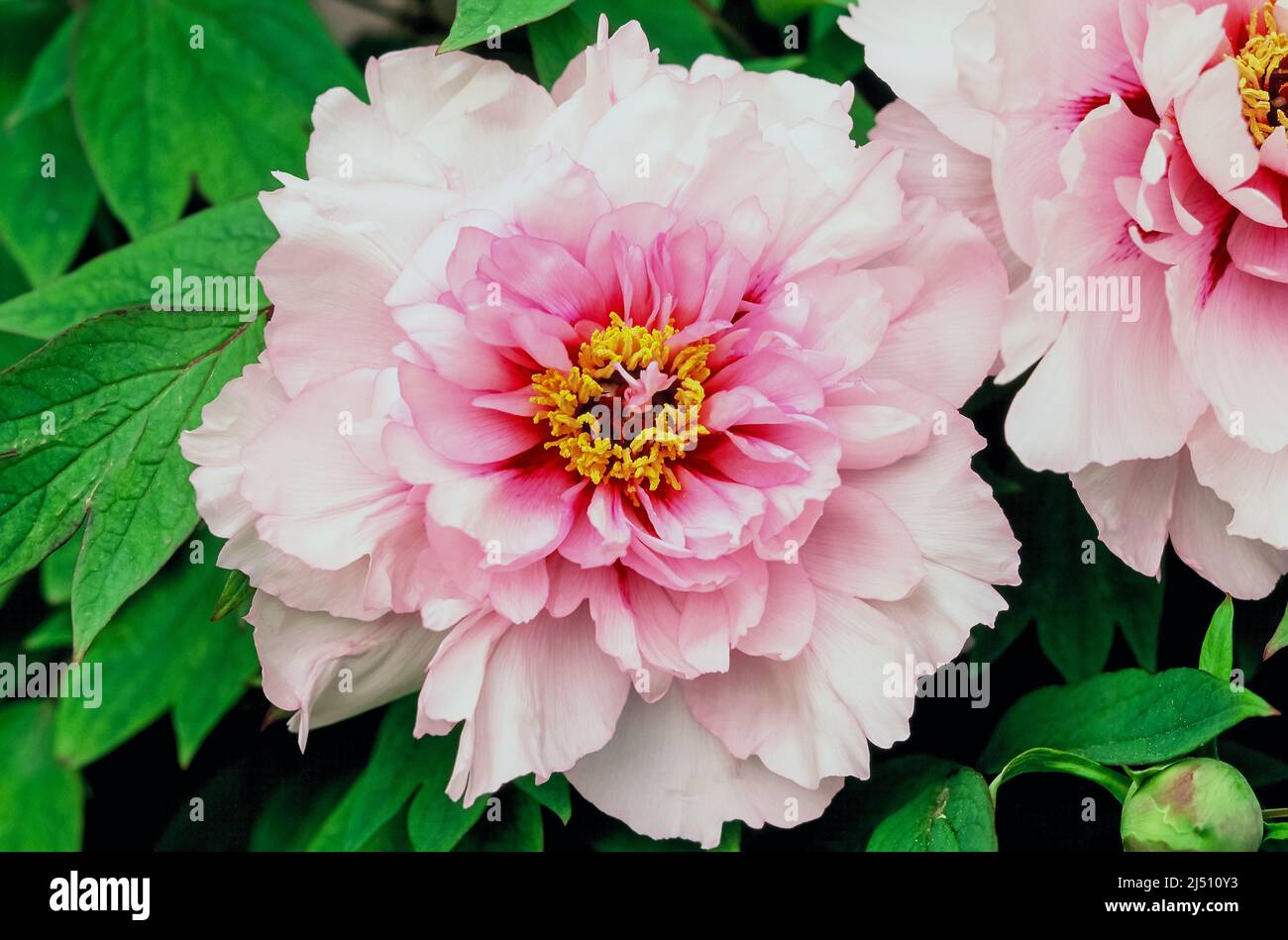 Peony blossom, Paeonia suffruticosa “Mme de Vatry“, Mainau flower island, Germany Stock Photo