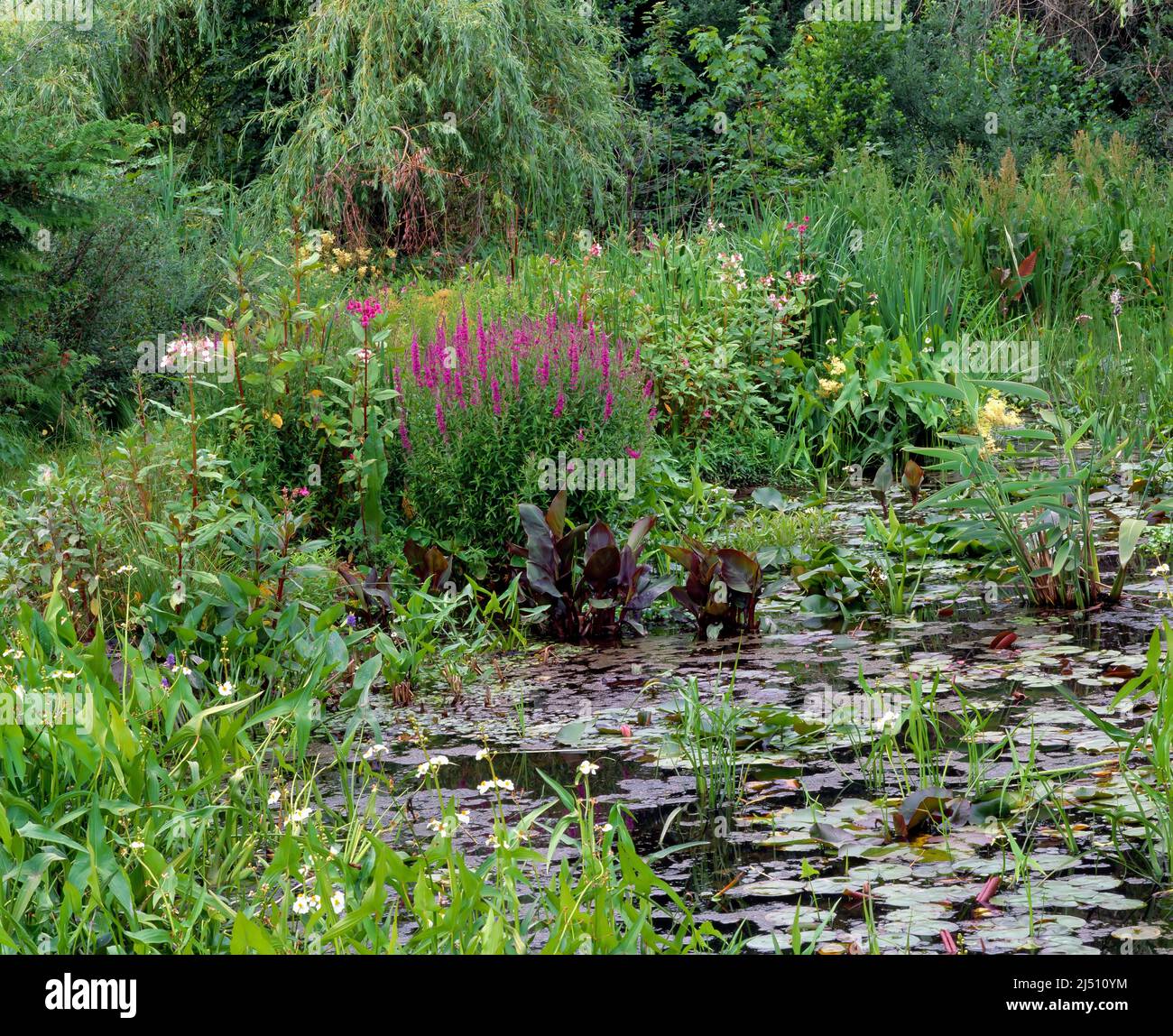 A small valuable biotope. Water lily pond with various aquatic plants in summer Stock Photo