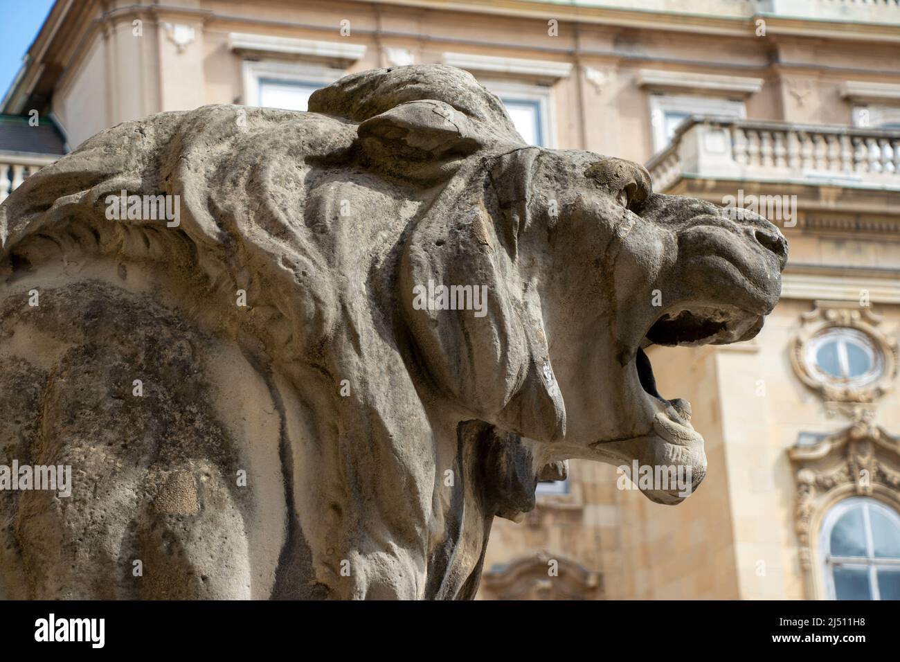 A roaring lion hi-res stock photography and images - Alamy