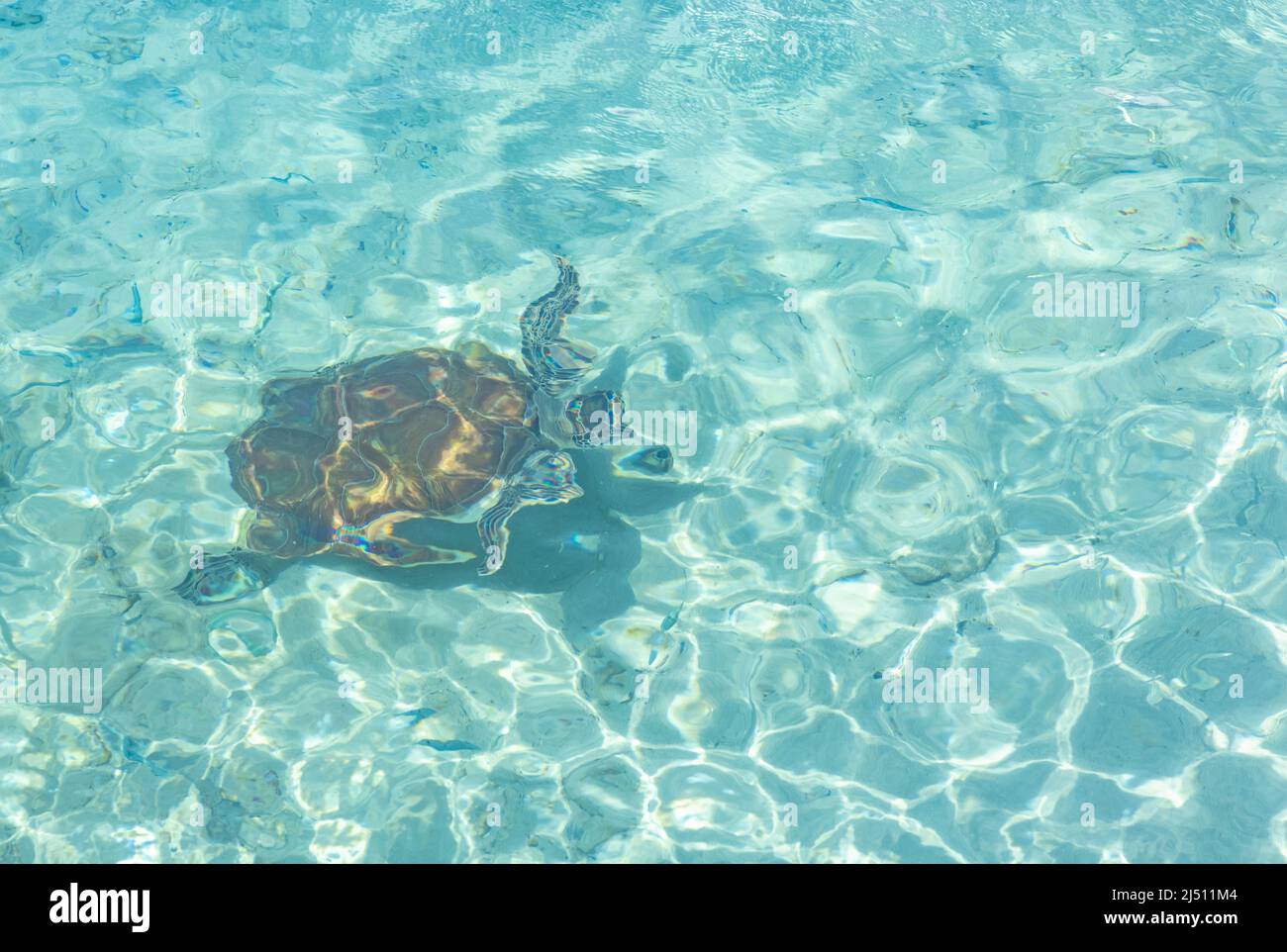 Green sea turtle swimming in the shallow water at Playa Grandi (Playa ...