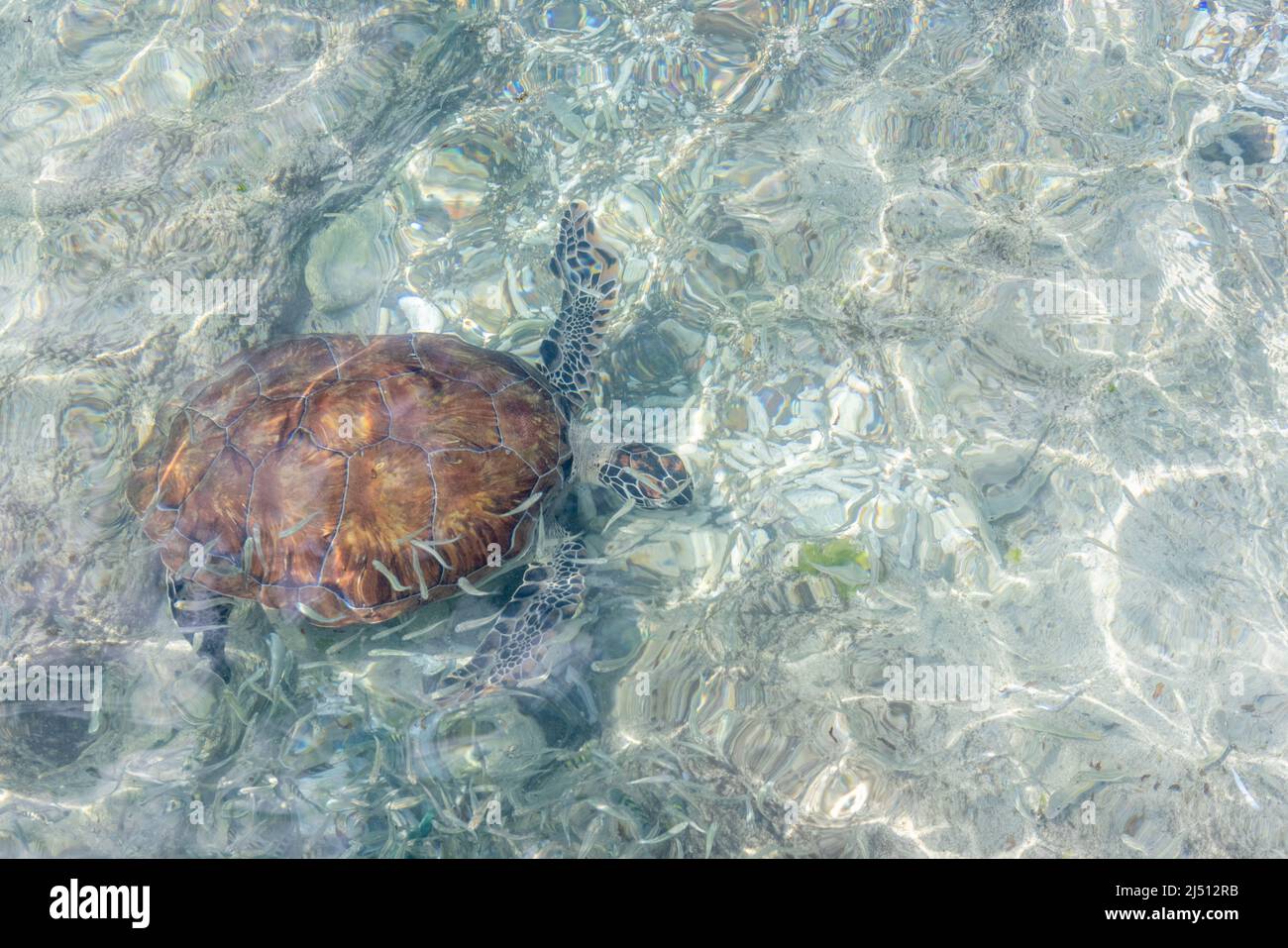 Green sea turtle swimming in the shallow water at Playa Grandi (Playa ...