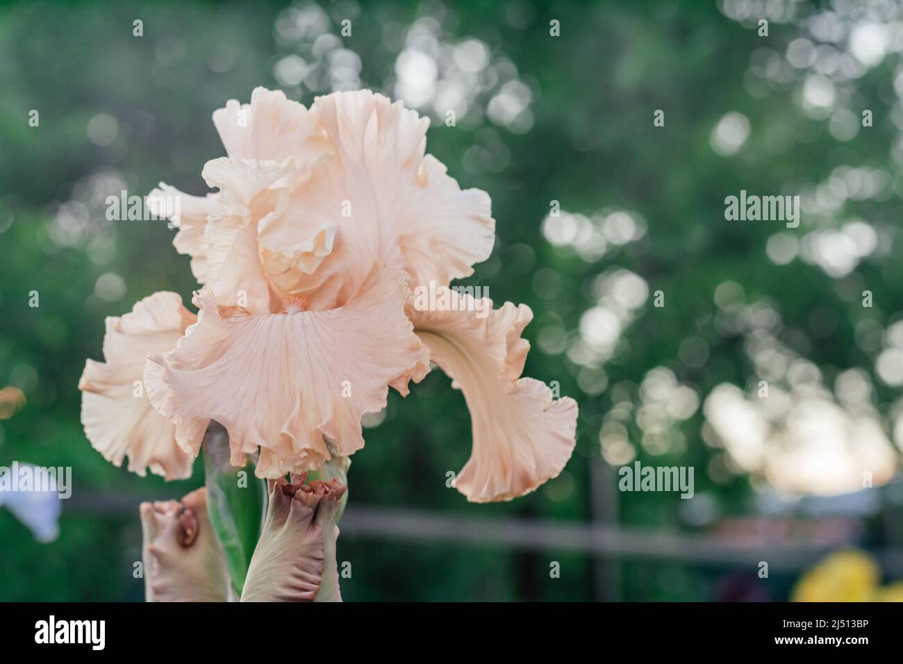 Gorgeous inflorescence of soft pink, peach flower of Germanic iris Kentucky woman blossoming in garden. Nature and spring, gardening and horticulture Stock Photo