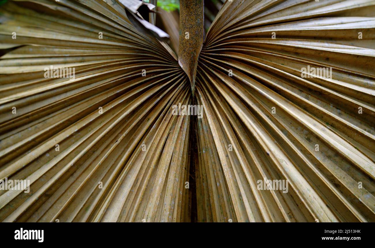 Close up of a wilted palm leaf Stock Photo