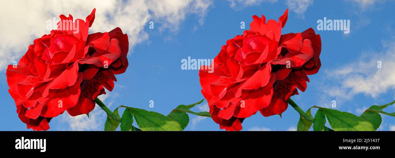 Rose Latin name Rosa Don Juan with a blue sky background banner Stock Photo
