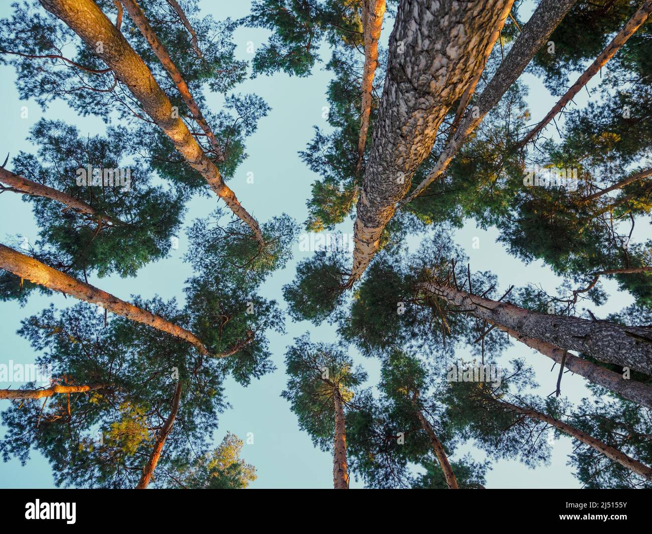 pine trees from directly below view. Low angle view of trees in the forest Stock Photo