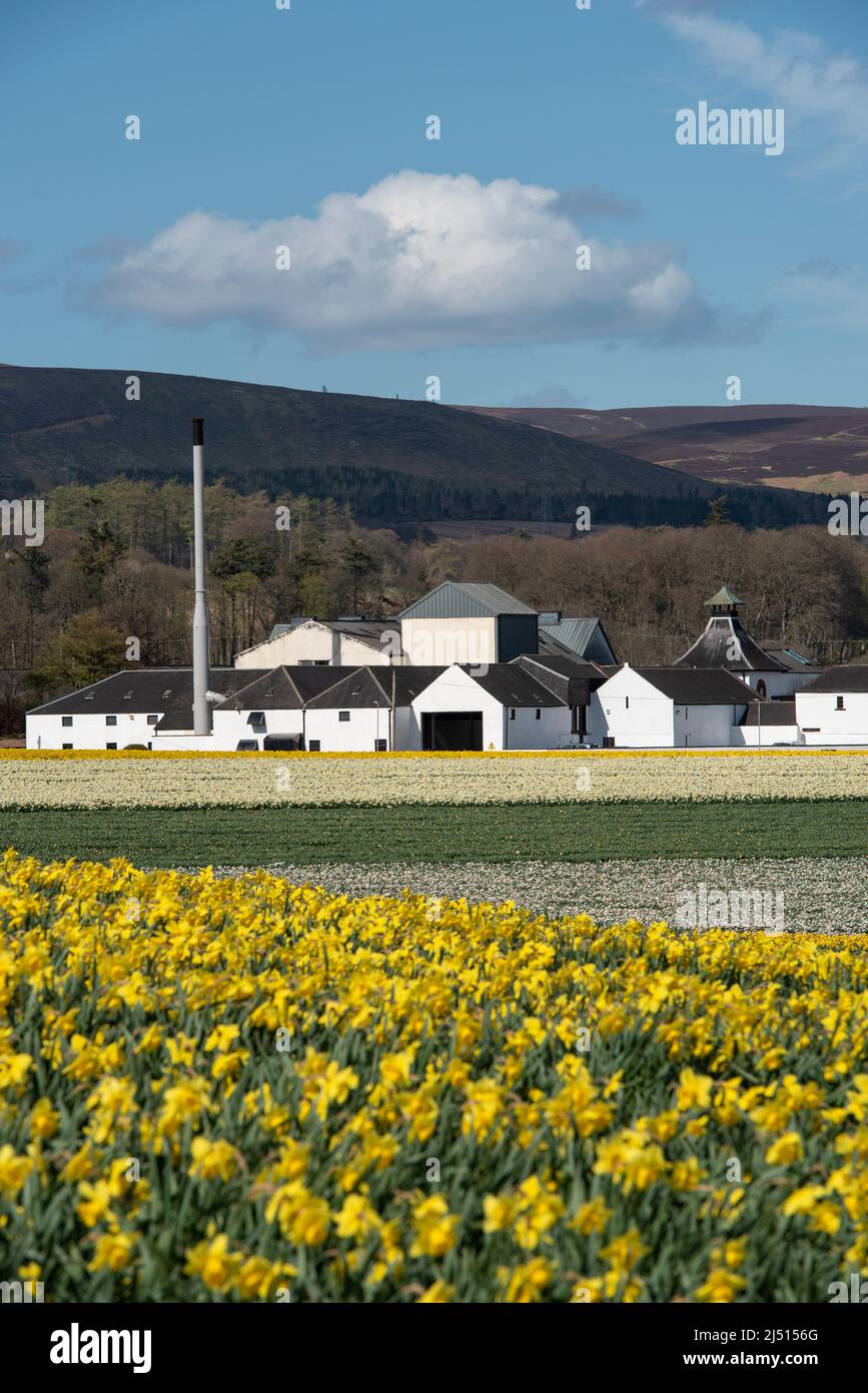 Field of daffodils in front of Fettercairn Distillery, Aberdeenshire, Scotland. Stock Photo