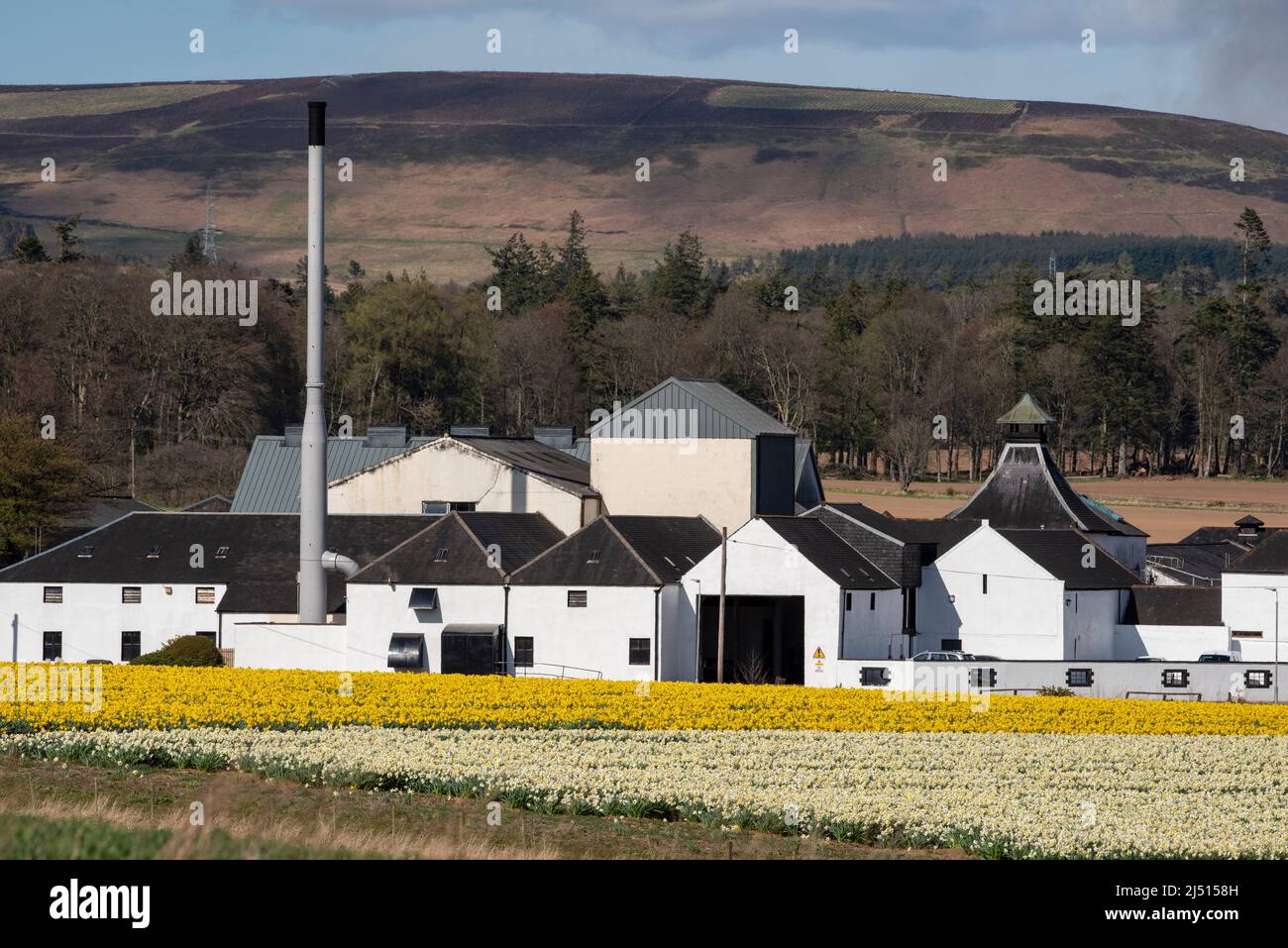 Field of daffodils in front of Fettercairn Distillery, Aberdeenshire, Scotland. Stock Photo