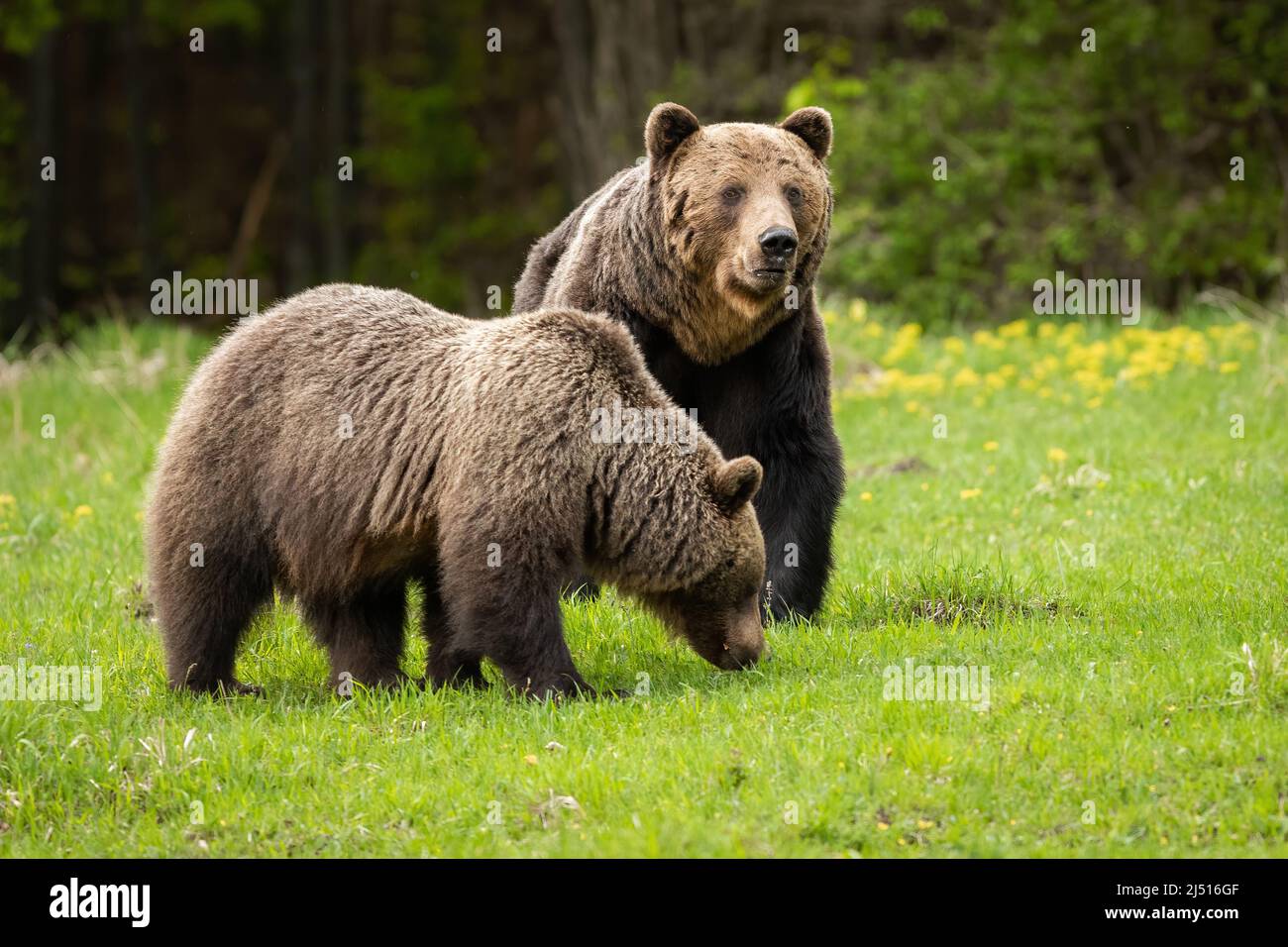 Pair of brown bear male and female courting during mating season on ...