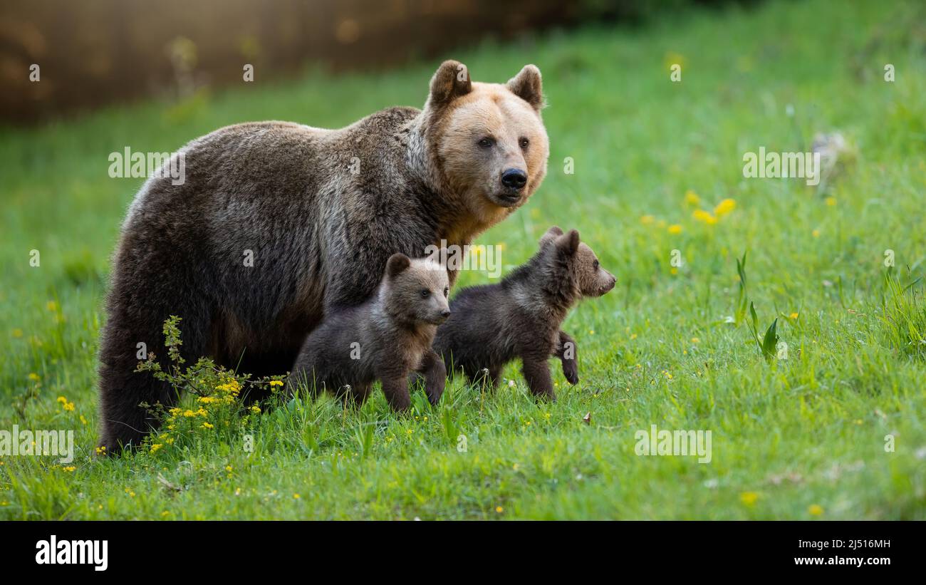 Protective brown bear mother looking over her two little cubs on a
