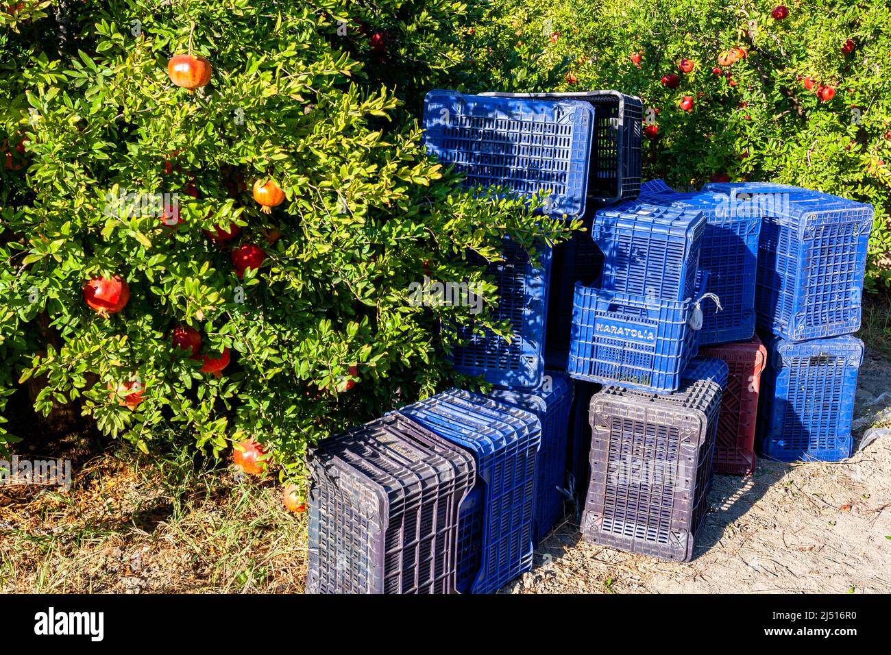 Pomegranate harvesting boxes next to pomegranate trees. Preparing to
