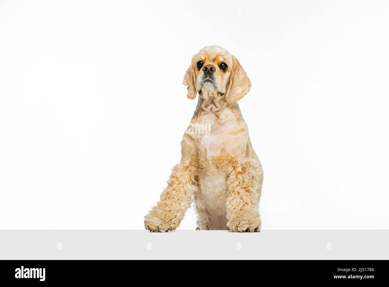 Funny cocker spaniel hi-res stock photography and images - Alamy
