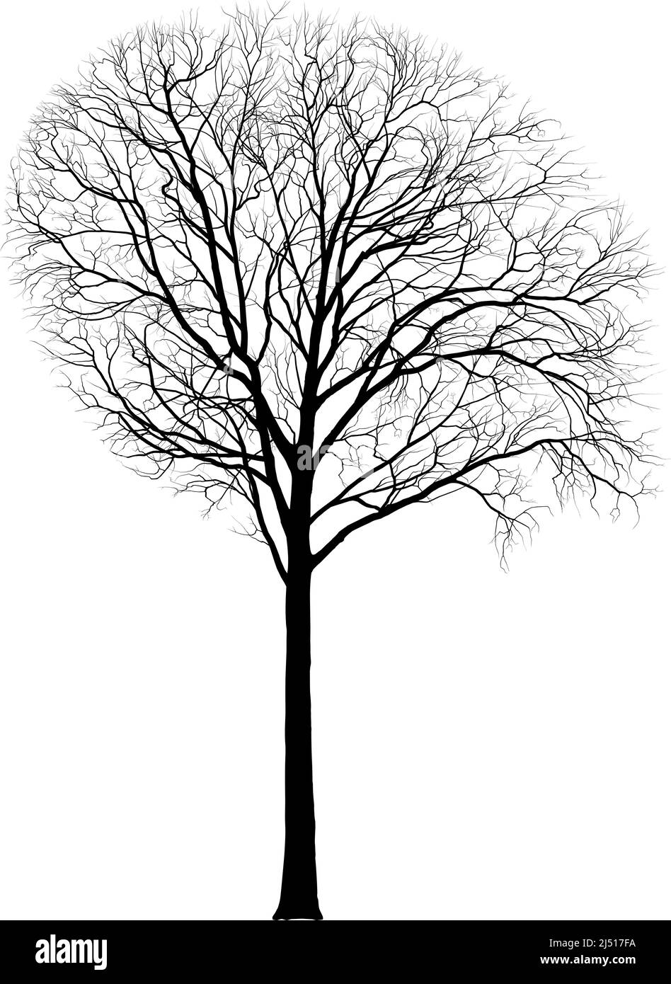 Maple, tall tree, Latin Acer Stock Vector