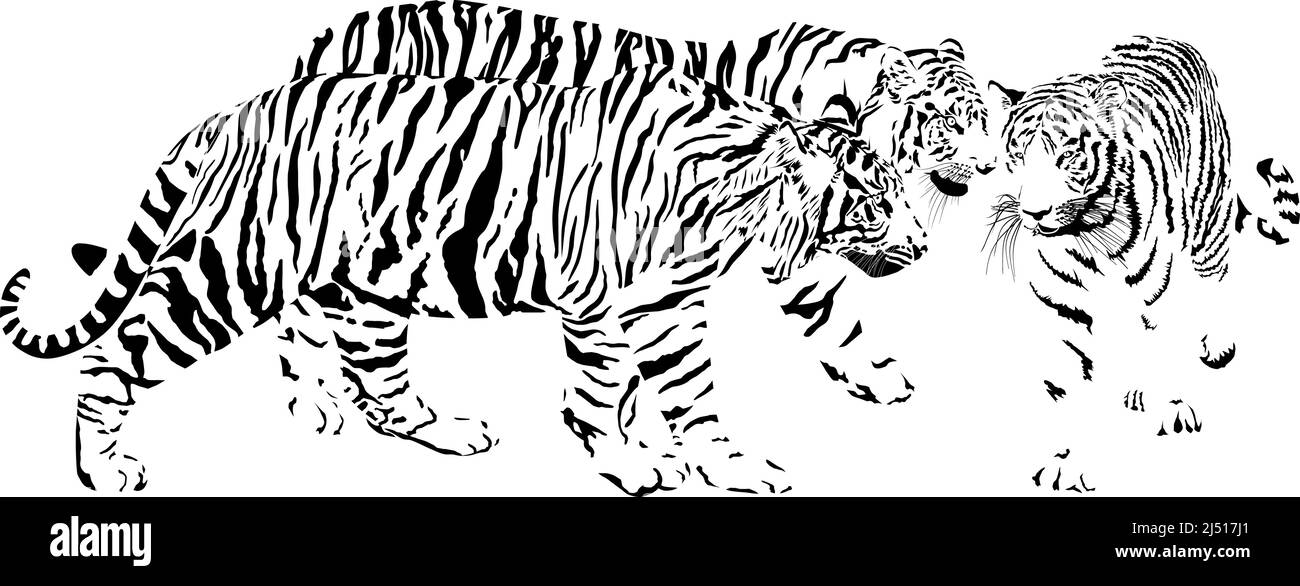 Three tigers, Latin Panthera tigris tigris Stock Vector