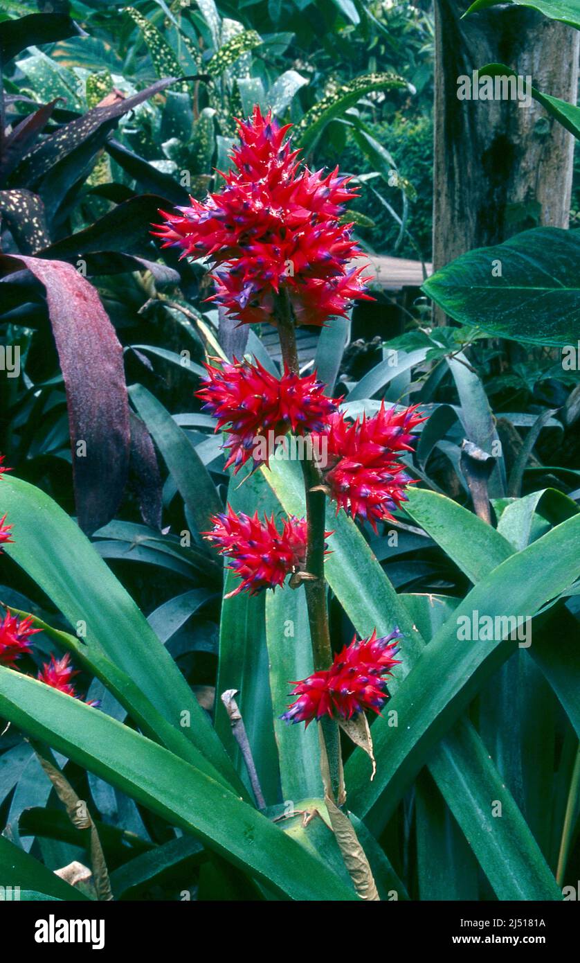 Hohenbergia Stellata. From the family Bromeliaceae. Flowering. Stock Photo
