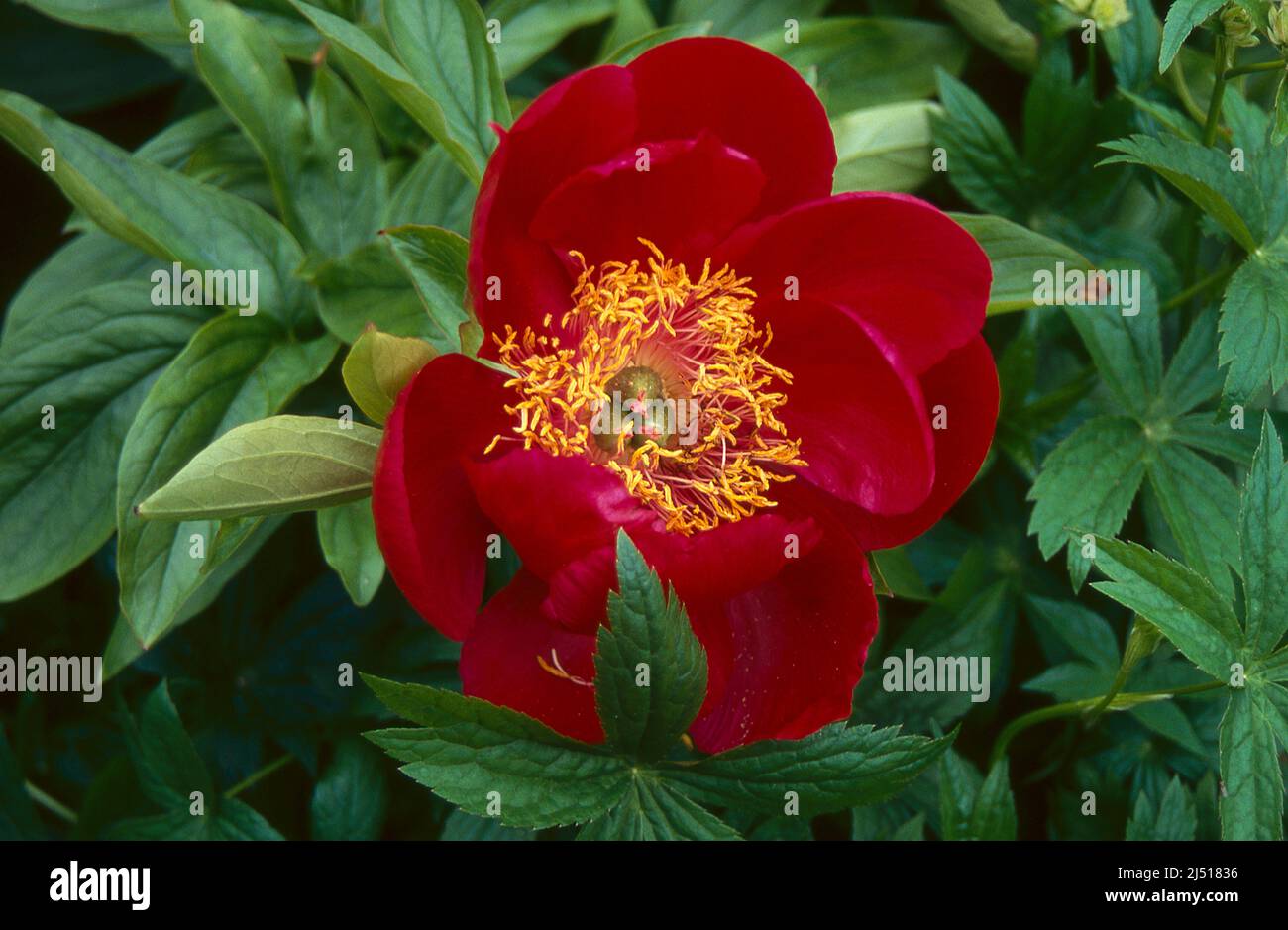 Paeonia 'Postilion' flowering. Red with yellow centre. Stock Photo