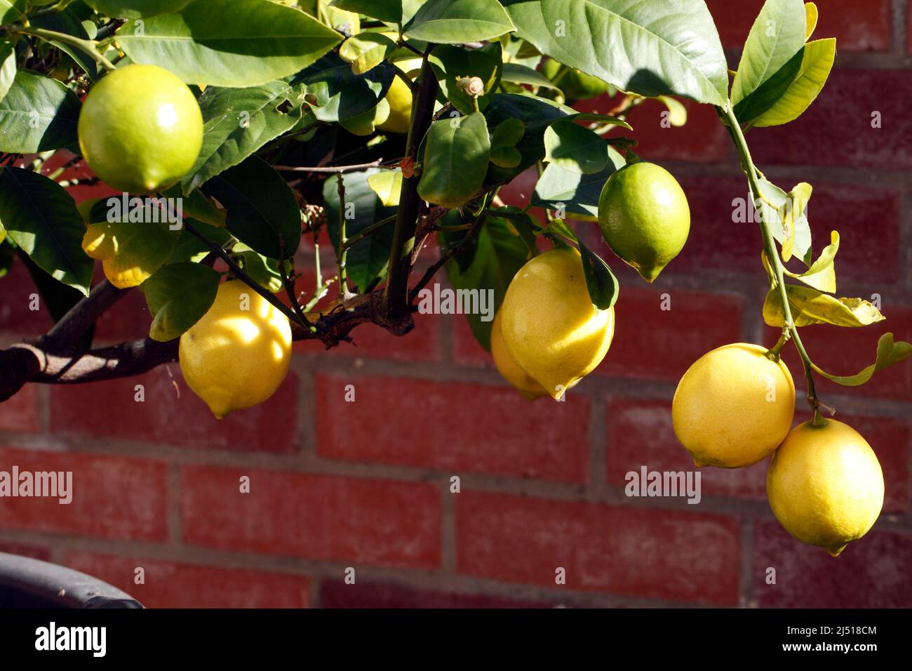 Citrus x Meyen ' Meyer' Lemon variety. Stock Photo