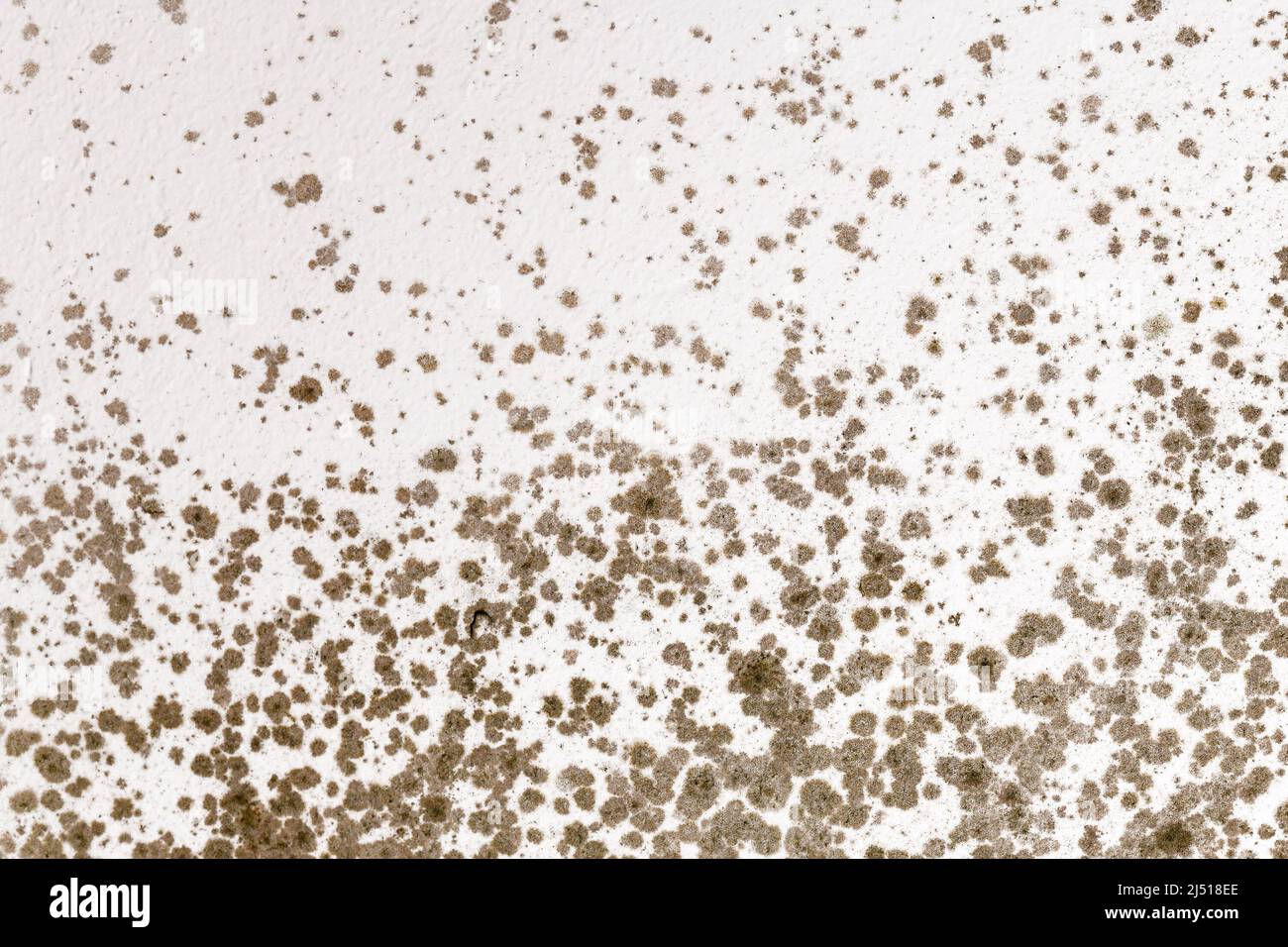 Ugly fungal mold spots growing on white room wall Stock Photo