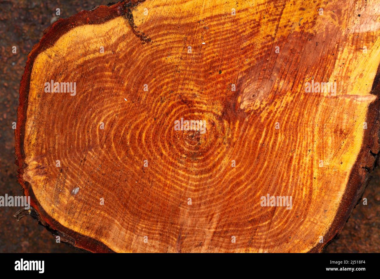 Cut tree trunk showing  rings, bark and colour of internal wood. - Alnus glutinosa 'Imperialis' Cut-leaved Alder. Stock Photo