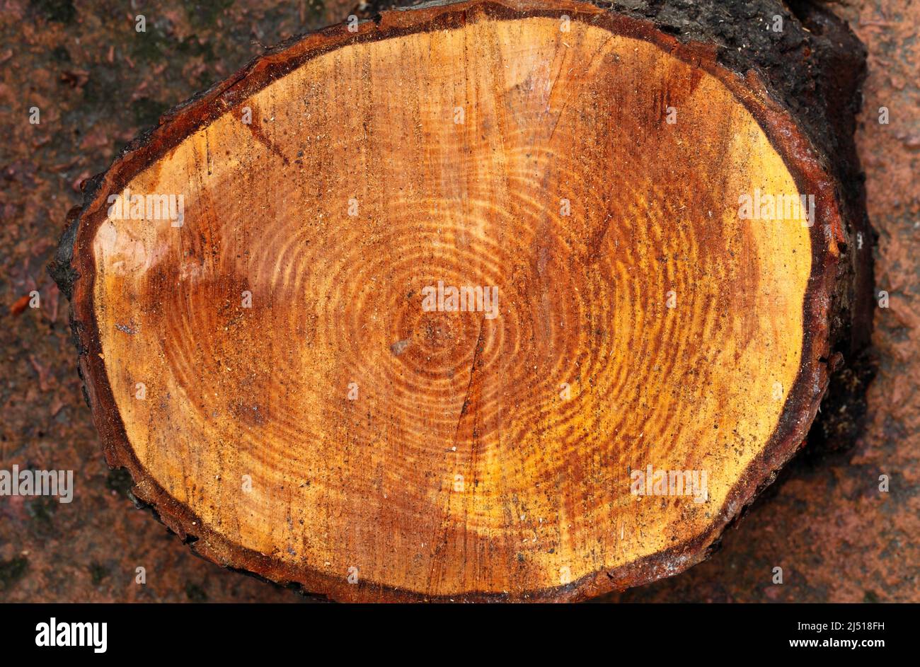 Cut tree trunk showing  rings, bark and colour of internal wood. - Alnus glutinosa 'Imperialis' Cut-leaved Alder. Stock Photo