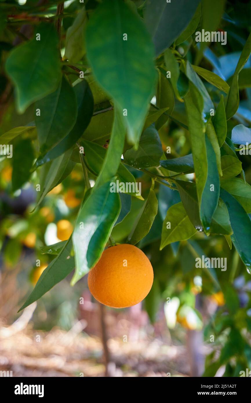 Fresh and organic oranges and leaves Stock Photo Alamy