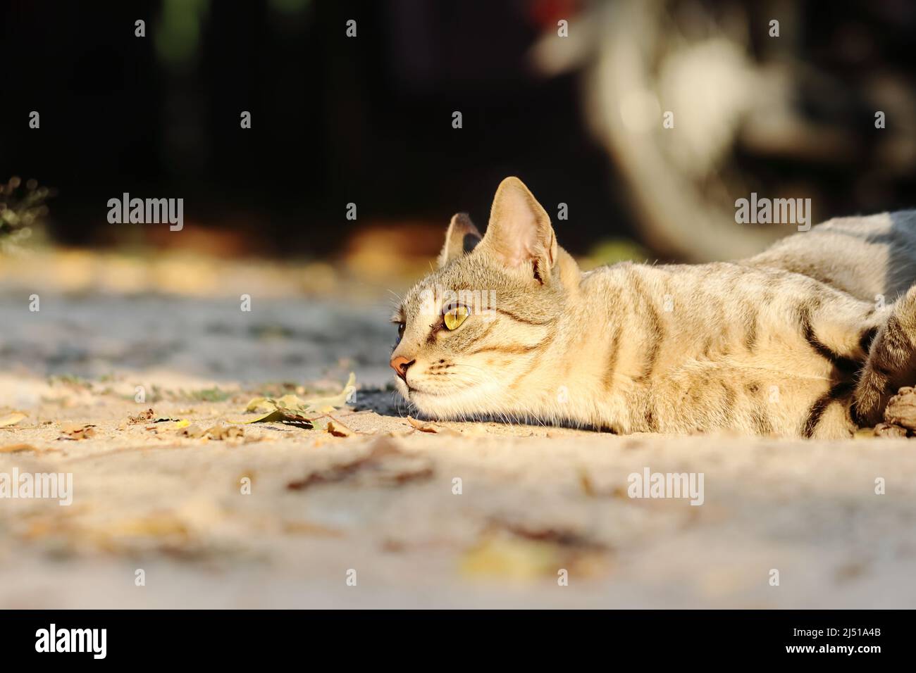 Close-up photo of a tabby cat lying face down on the ground with natural sunlight, India Stock Photo