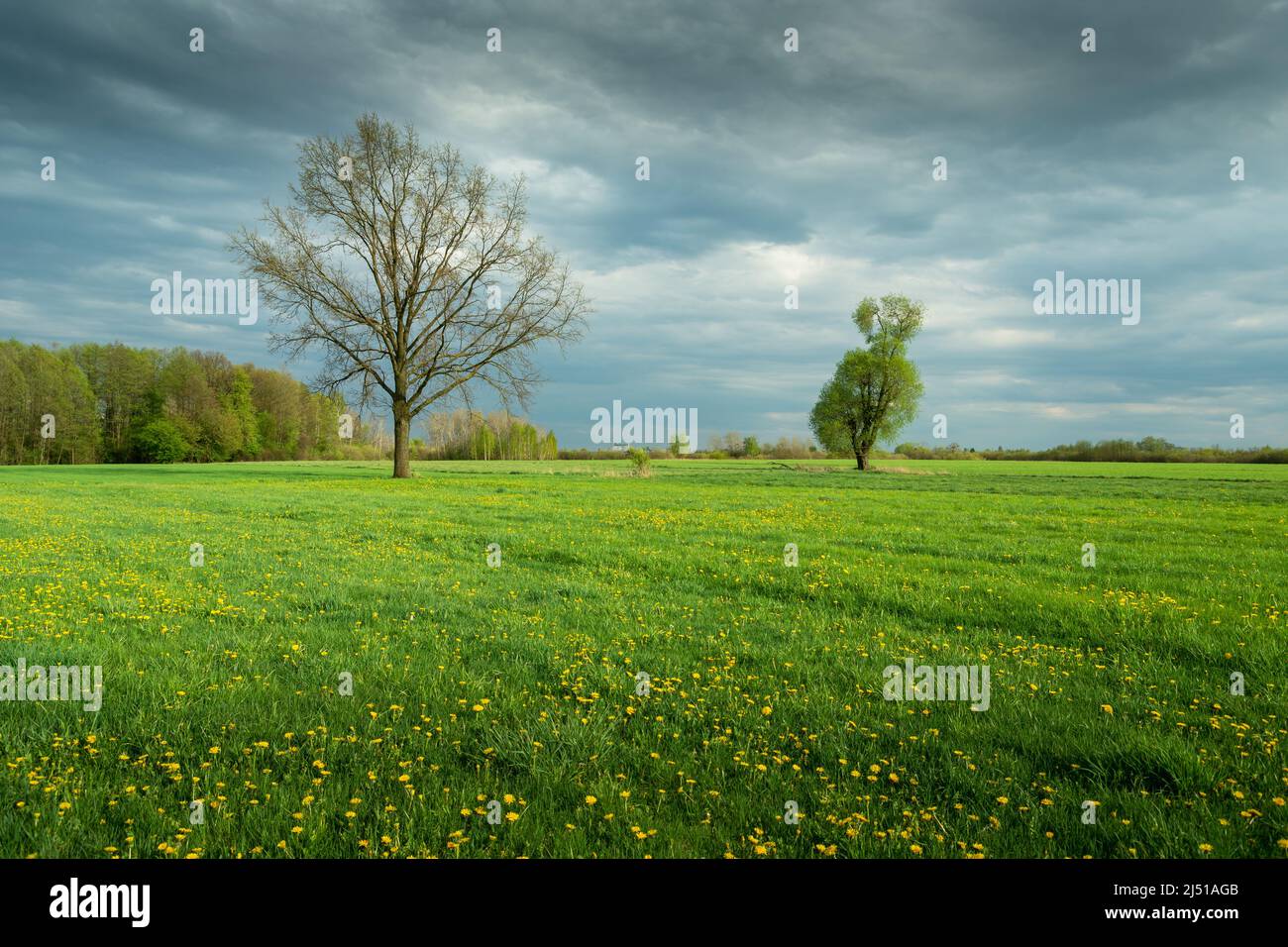 Trees growing in a green meadow with yellow flowers Stock Photo - Alamy