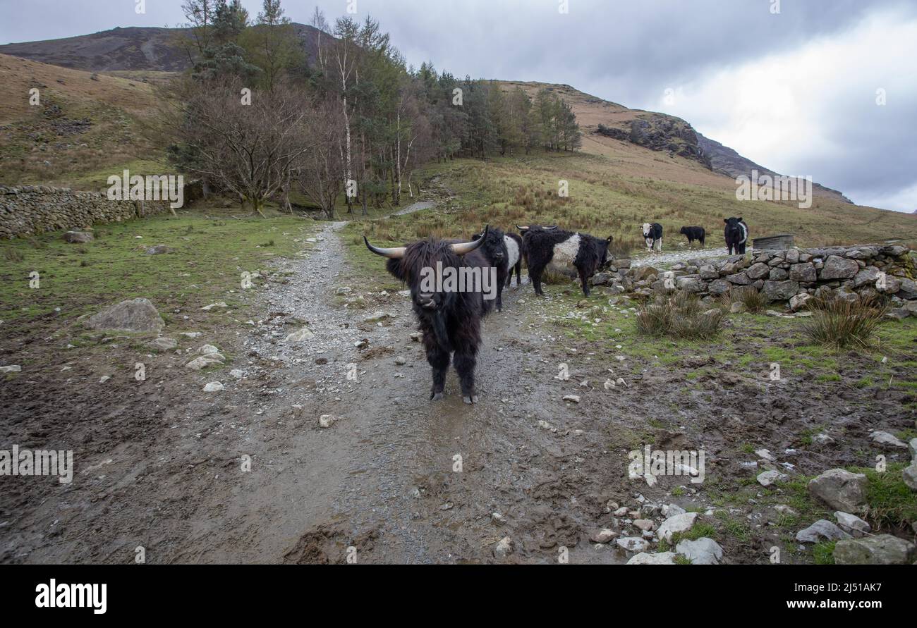 Landscape Images at the Lake District National Park in Cumbria - United Kingdom Stock Photo