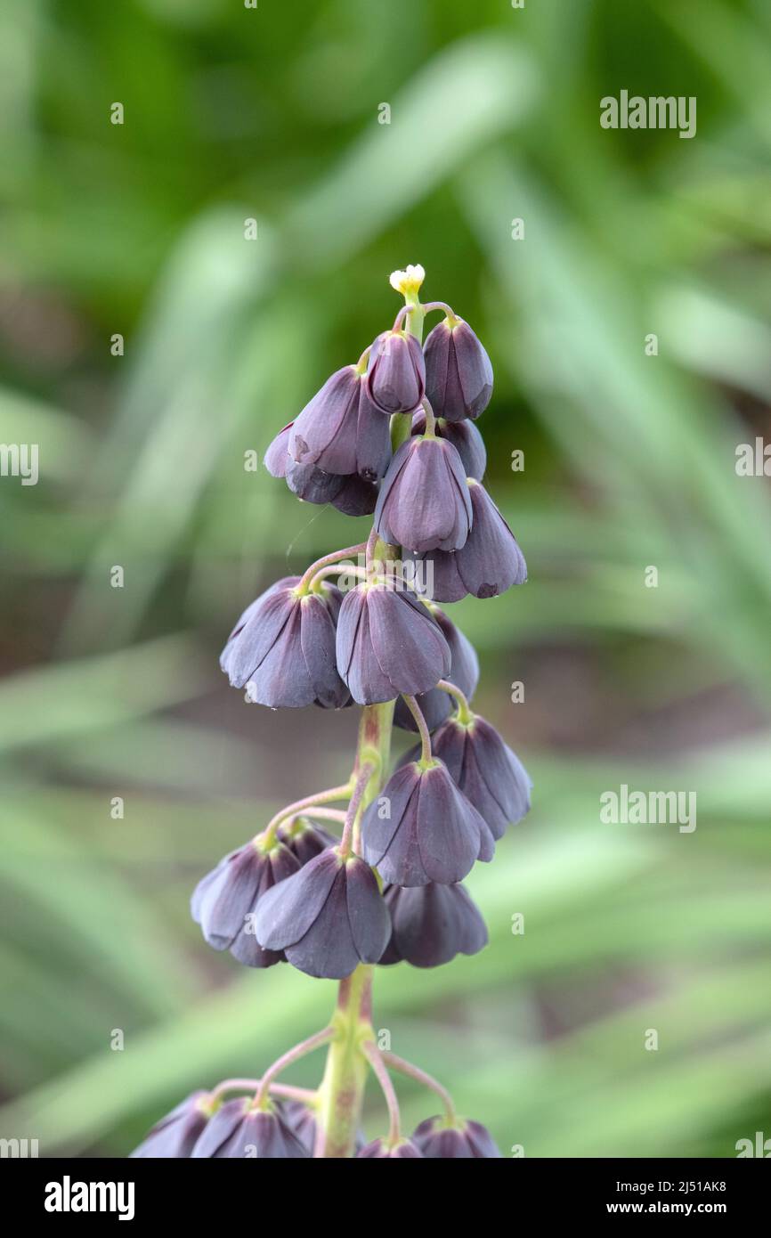 Fritillaria Persica Flower At Amsterdam The Netherlands 30-3-2022 Stock Photo