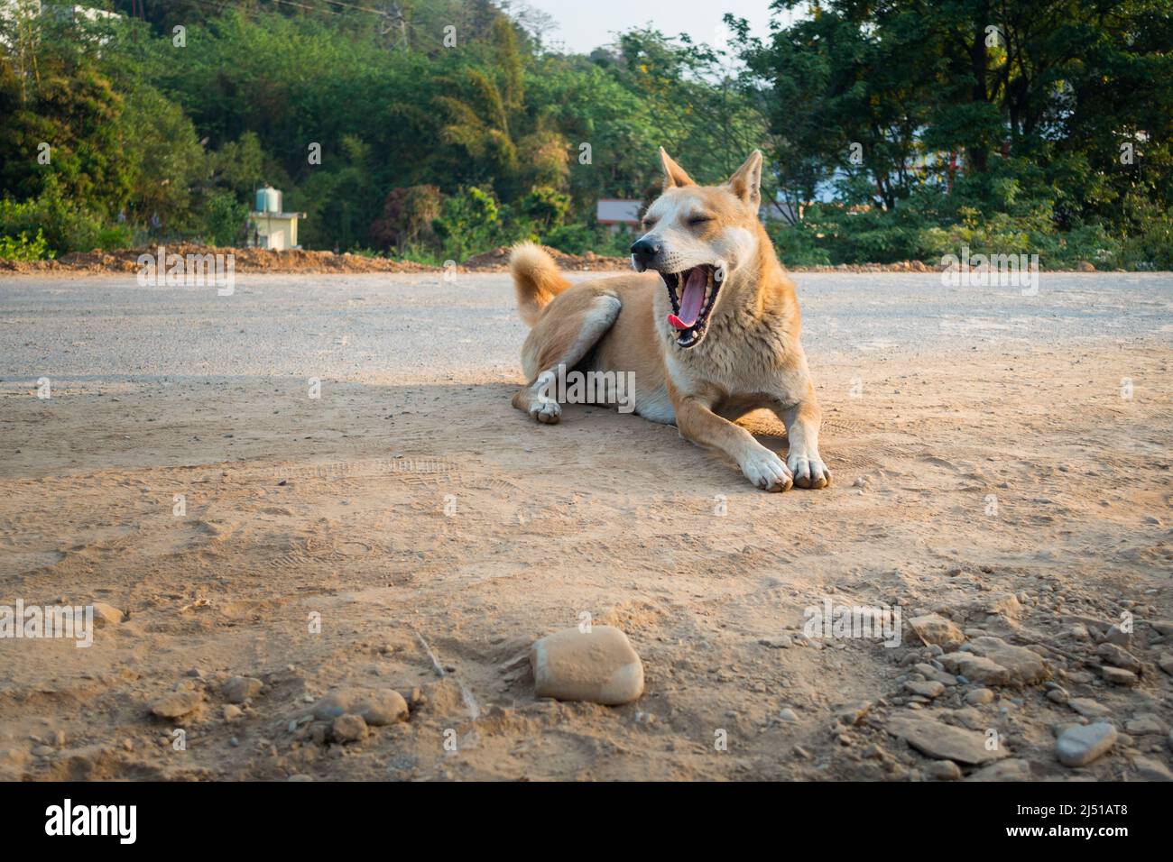 A brown stray dog yawning while sitting on a dusty road in India Stock