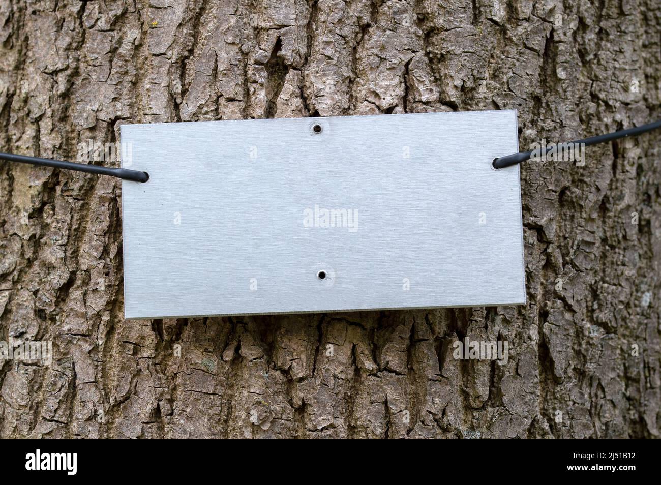 Metal Plate To Fill In Your Own Text On A Tree At Amsterdam The Netherlands 15-5-202215-5-2022 Stock Photo