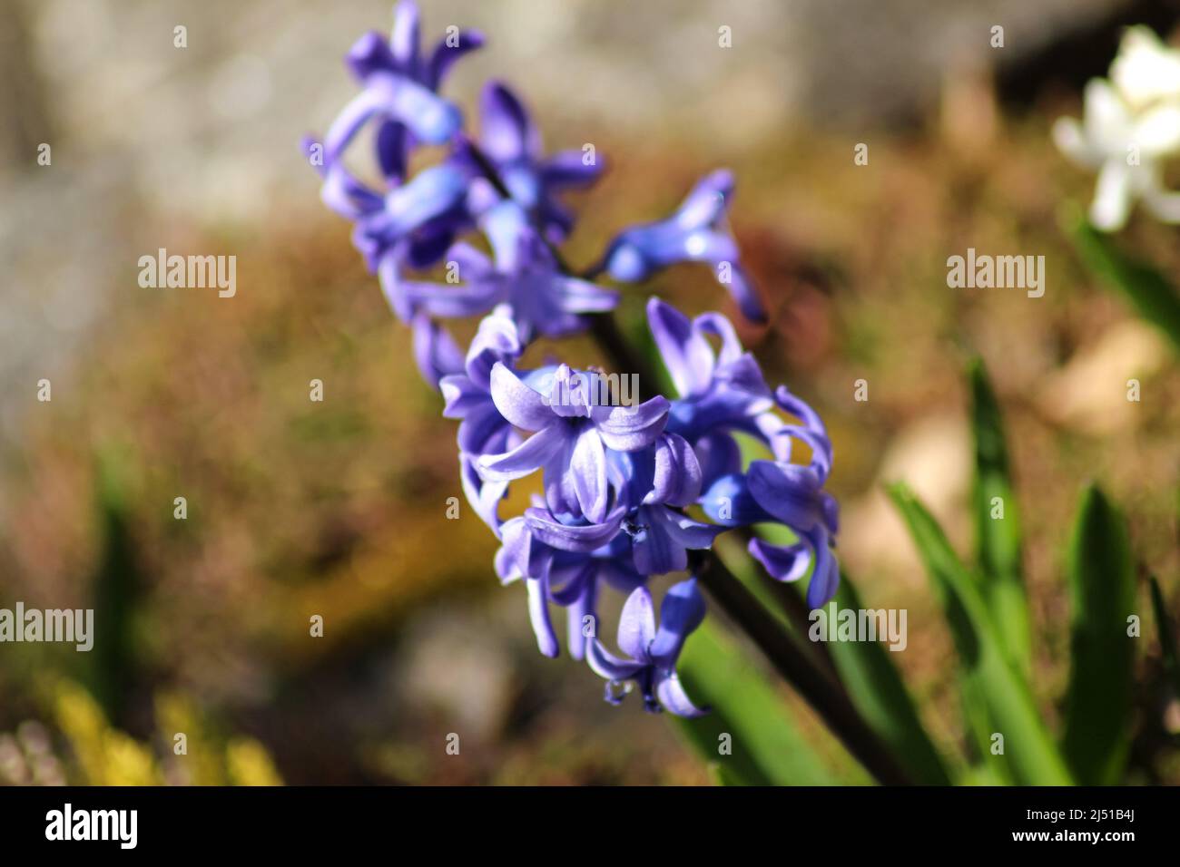 beautiful flower in spring Stock Photo