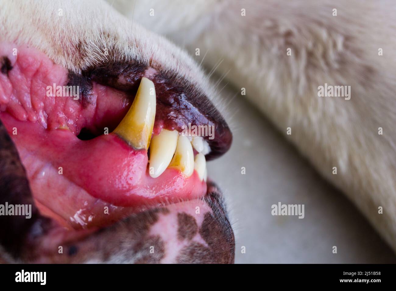 A close up shot of a dog's canine teeth and open jaw skin. Stock Photo