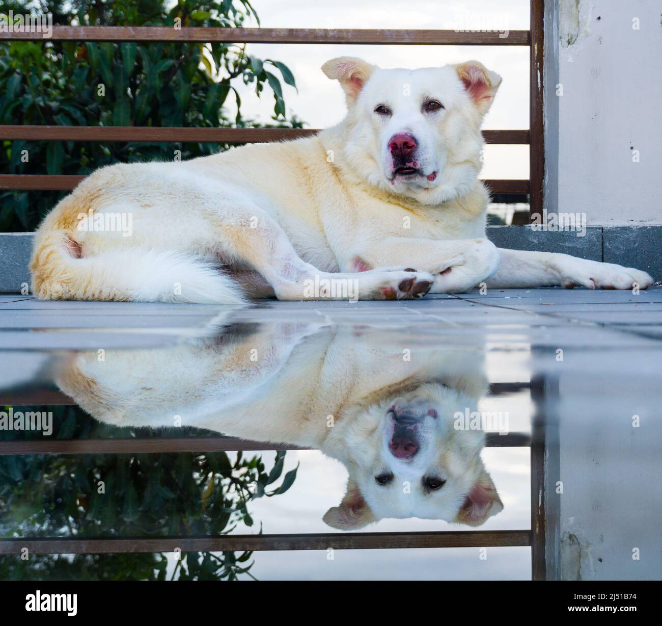 Mirror reflection mirror puppy hi-res stock photography and images - Alamy