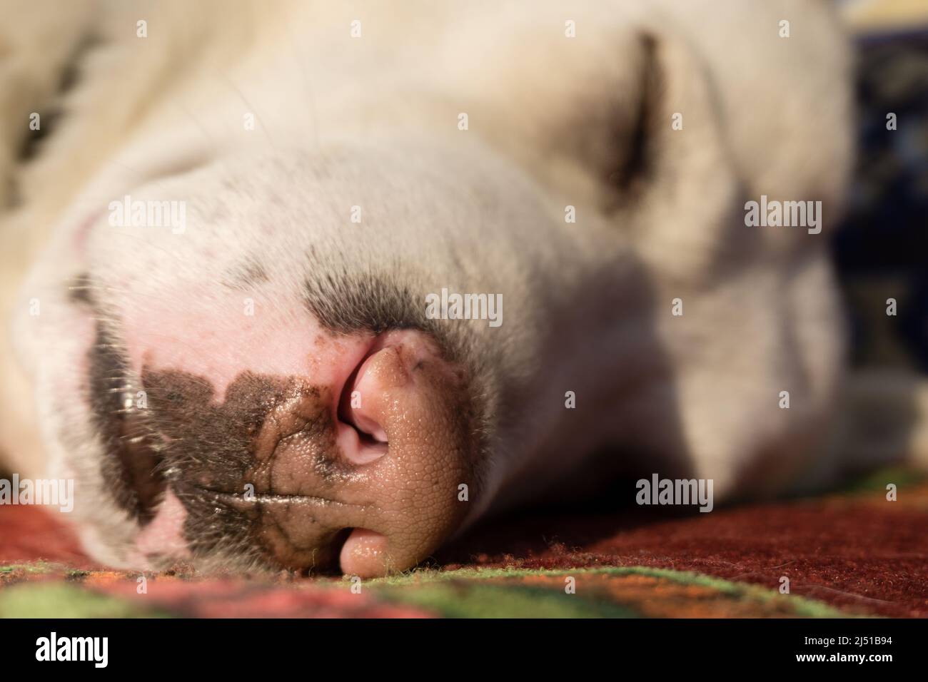 A close up shot of nose of a sleeping white dog with eyes closed. Stock Photo