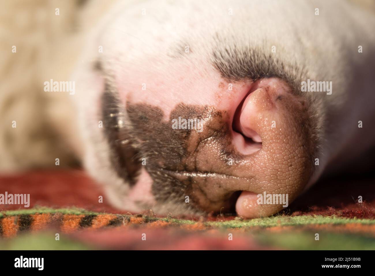 A close up shot of nose of a sleeping white dog with eyes closed. Stock Photo