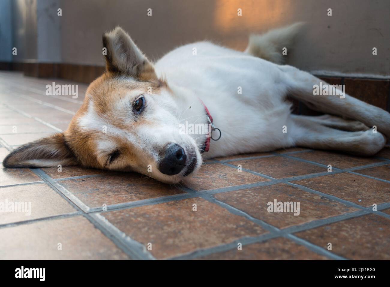 Dogs eyes closed hi res stock photography and images Alamy