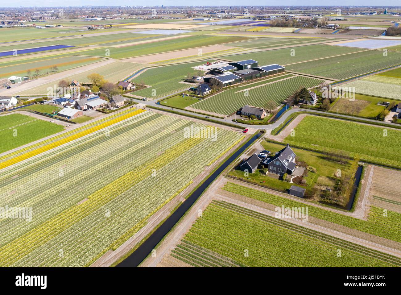 Flower farms in the bollenstreek, The Netherlands Stock Photo