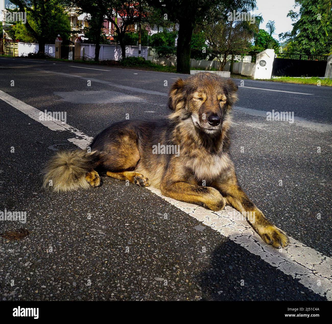 A close-up shot of a dark brown street dog resting in a meditative position in India. Stock Photo