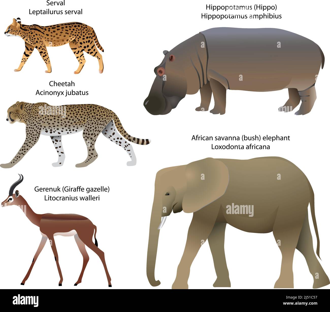 Collection of animals living in the territory of Africa: serval, cheetah, gerenuk, hippopotamus, african savanna elephant Stock Vector