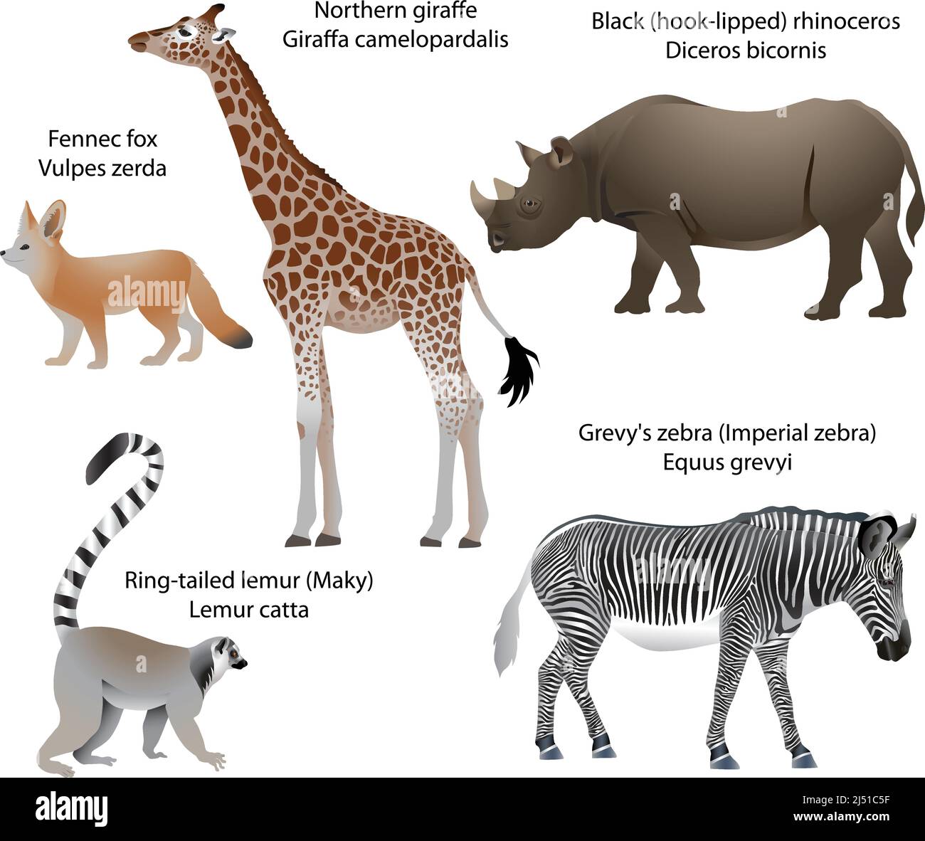 Collection of animals living in the territory of Africa: northern giraffe, black rhinoceros, Grevy's zebra, ring-tailed lemur, fennec fox Stock Vector