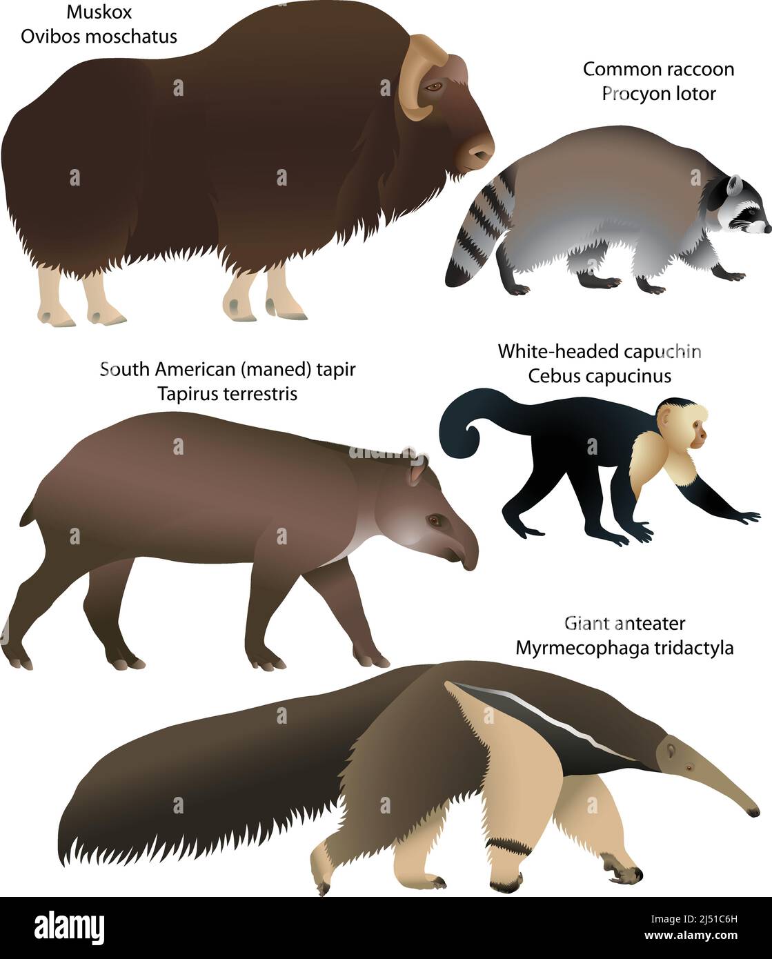Collection of animals of North and South America: muskox, common raccoon, south american tapir, white-headed capuchin, giant anteater Stock Vector