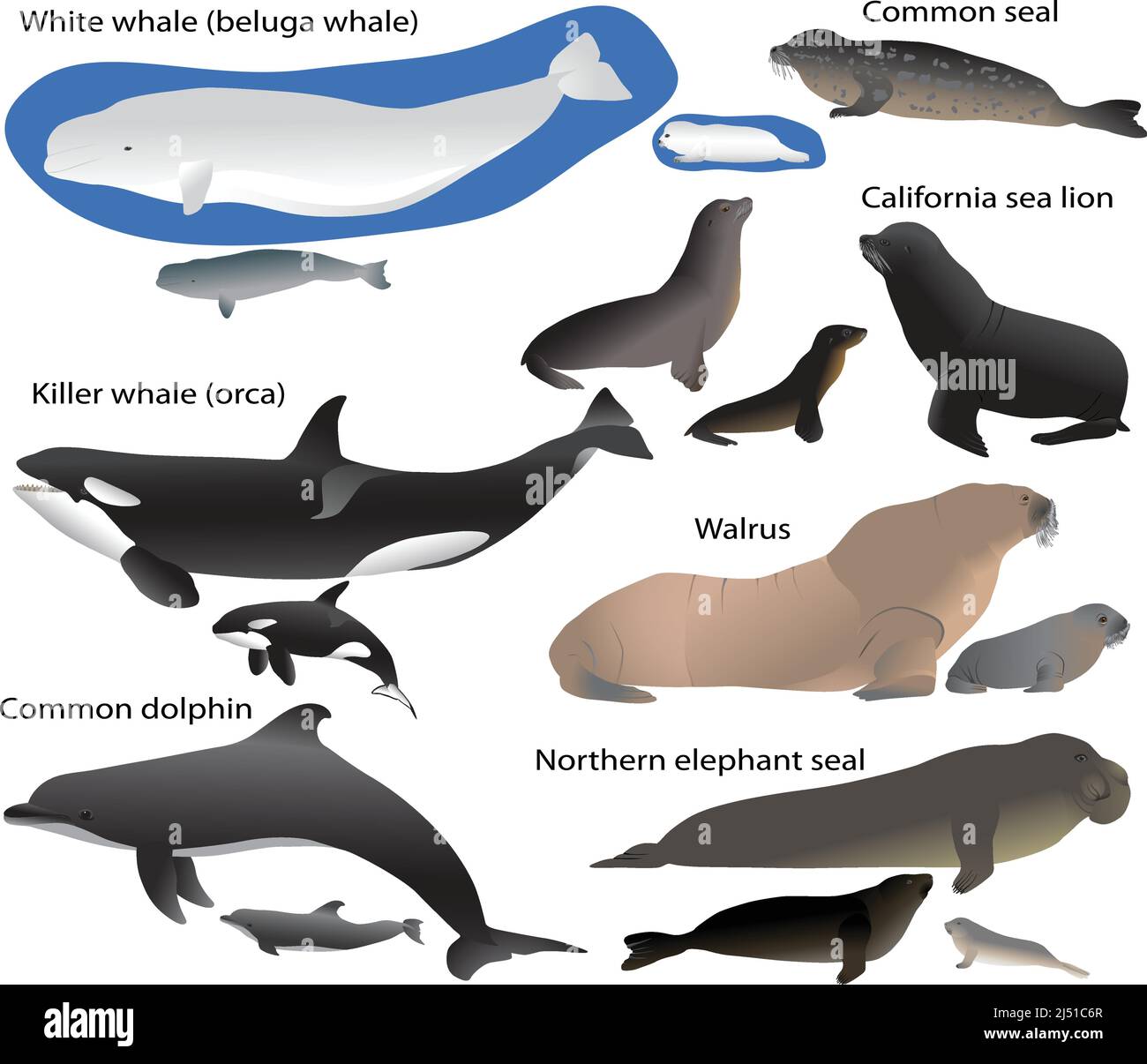 Collection of marine mammals and its cubs in colour image: sea lion, common seal, walrus, northern elephant seal, white whale, killer whale, dolphin Stock Vector