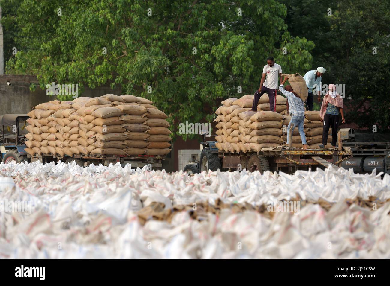Punjab. 19th Apr, 2022. Workers load bags of wheat on a trolley at a market in Amritsar district of India's northern Punjab state, April 19, 2022. Credit: Str/Xinhua/Alamy Live News Stock Photo