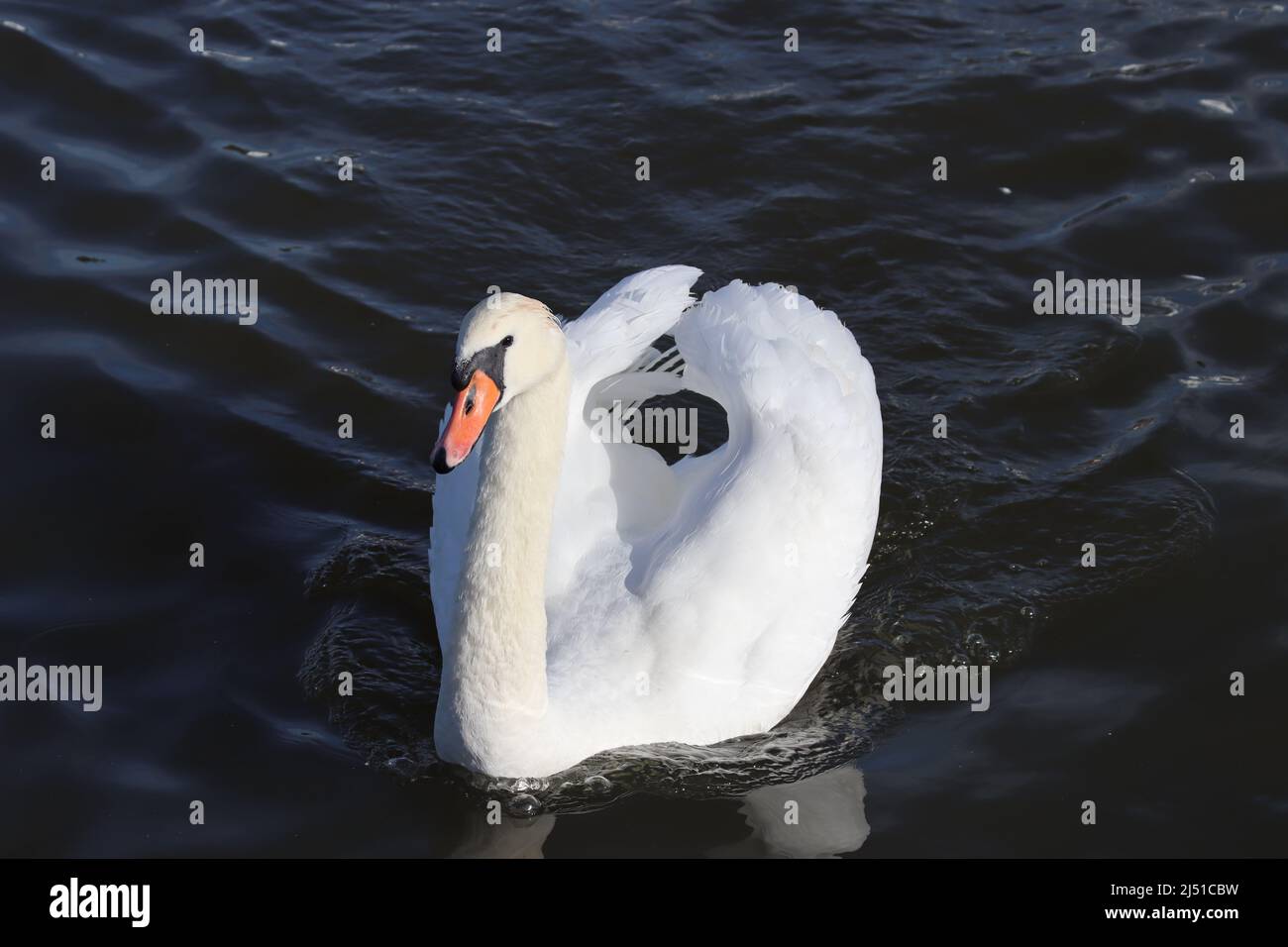 Swan, Taken in Oulton Broad Stock Photo