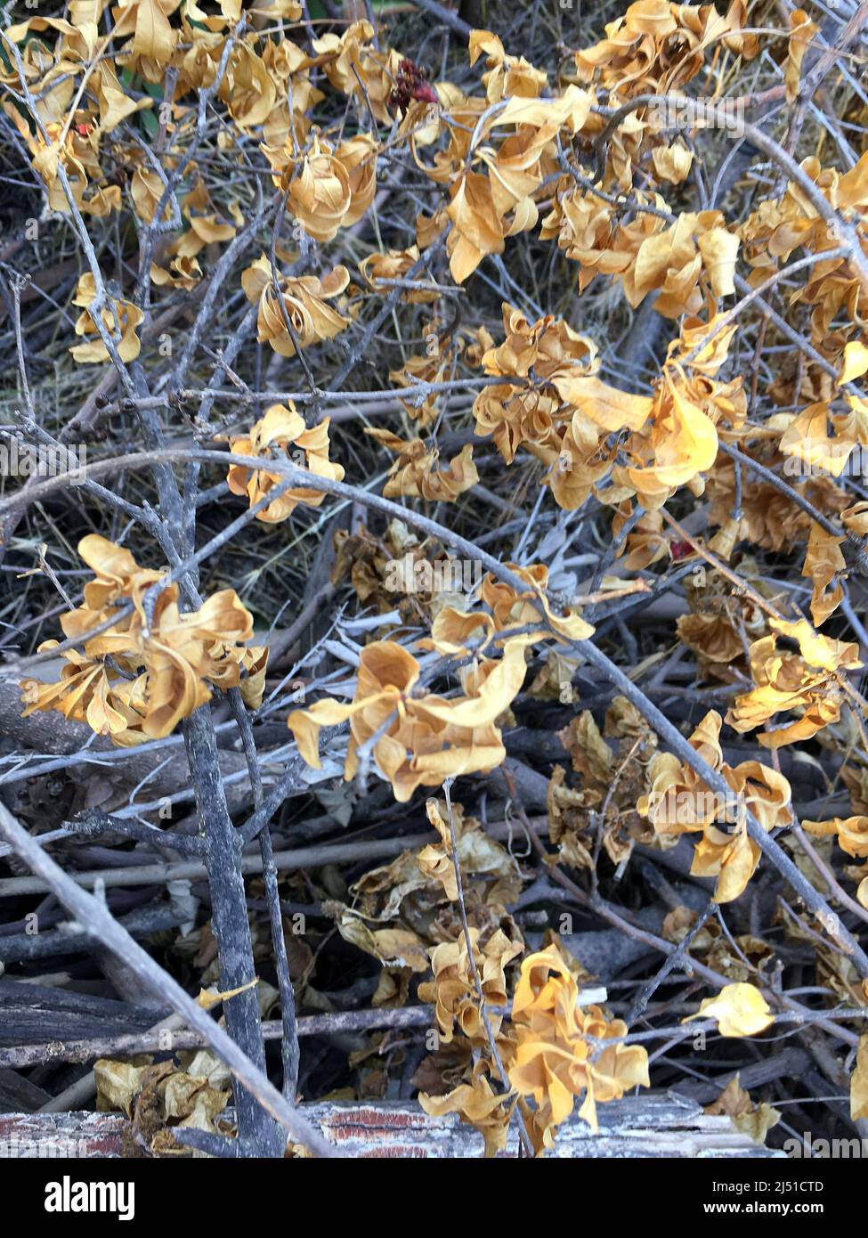 Dry leaves and nature background Stock Photo - Alamy